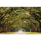 Forest Path 180x120x2cm Dibonds thumbnail
