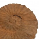 2stk, SCULPTURE SEASHELL NATURAL WAY 50 X 9 X 54 CM thumbnail