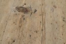 Column Leg Natur 150 cm.dia. Resirkulerte materialer. thumbnail