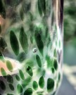8stk, Telysestake, HDHome, Grønn thumbnail